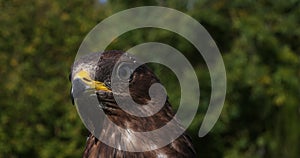 Honey buzzard, pernis apivorus, head of immature, Normandy in France, Slow motion