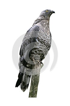 Honey buzzard, Pernis apivorus