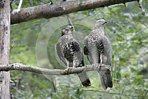 Honey buzzard, Pernis apivorus