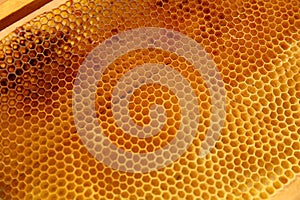 Honey cell with bees. Apiculture. Apiary. Disparition des abeilles. Wooden beehive and bee. Honeycomb . Birth of a worker bee. photo