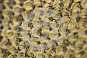 Honey cells