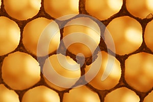 Honey cells