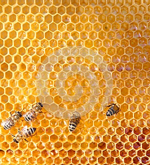 Honey cells and bees