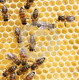 Honey cells and bees