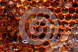 Honey cells macro image