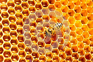 Honey cells pattern.bees work on honeycomb.