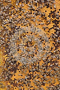 Honeycomb with bees background.