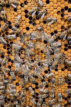 Honeycomb with bees background.