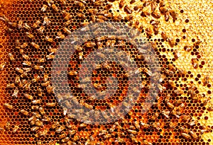 A honey-colored pollen frame in a beehive. Abstract natural background.