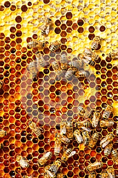 A honey-colored pollen frame in a beehive. Abstract natural background.