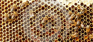 A honey-colored pollen frame in a beehive. Abstract natural background.