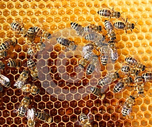 Honey comb and a bees