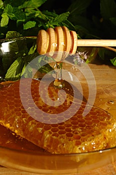 Honey comb and Drizzler photo