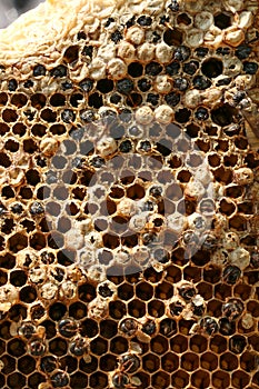 Honey comb in the farm at Thailand