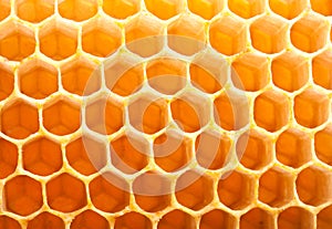 Honey in comb