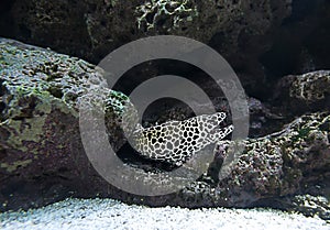 Honey comb morey eel