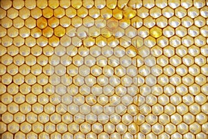 Honey Comb with pollen