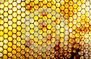 Honey Comb with pollen