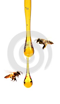 Honey and honey comb with wooden stick