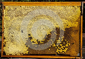 Honey combs with nectar, pollen, honey and bee cocoons._