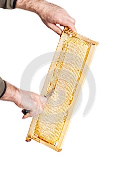 Honey cutter in honeycombs with a wooden frame on a white background