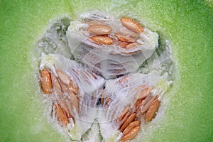 Honey dew melon close-up