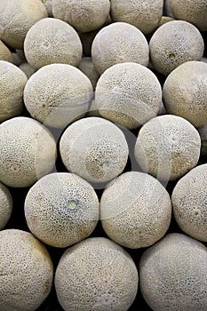Honey Dew Melons for Sale