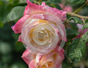 Honey dijon hybrid tea garden rose photographed in Huntington Library botanical garden