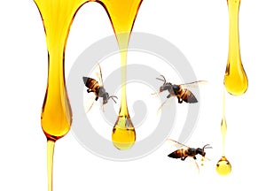 Honey dripping in glass jar and wooden dipper isolated on a white background, concept of bee products.