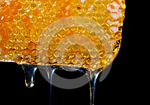 Honey dripping from a honey comb.JH photo