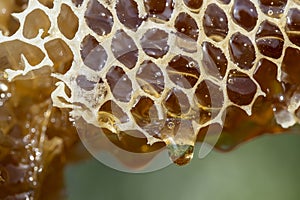 Honey dripping from honey comb on nature background, close up