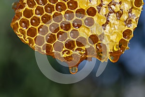 Honey dripping from honey comb on nature background, closeup. Sweet drop of honey on the honeycomb. Healthy food concept. Honey in