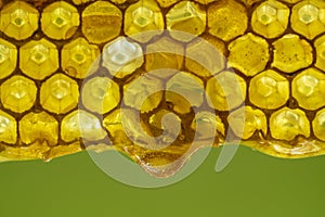 Honey dripping from honey comb on nature background, closeup. Sweet drop of honey on the honeycomb. Healthy food concept. Honey in