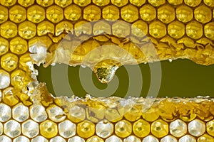 Honey dripping from honey comb on nature background, closeup. Sweet drop of honey on the honeycomb. Healthy food concept. Honey in