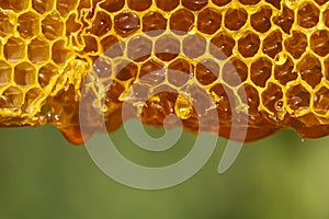 Honey dripping from honey comb on nature background, closeup. Sweet drop of honey on the honeycomb. Healthy food concept. Honey in