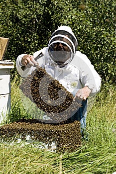 Honey Farmer