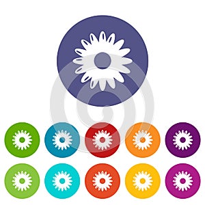 Honey flower icons set vector color photo