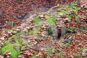 honey fungi or Armillaria ostoyae photo