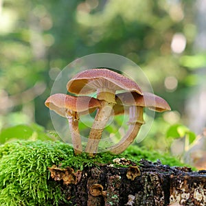 Honey fungi or Armillaria ostoyae in autumn forest