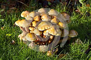 Honey fungus