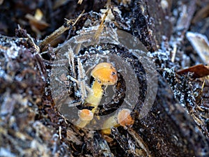 Honey Fungus on Animal Dung
