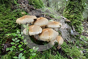 Honey fungus, Armilaria growing in natural environment