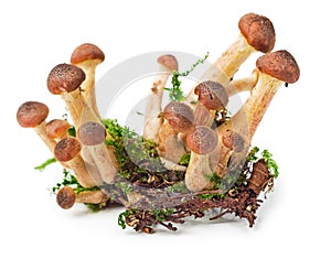 Honey fungus