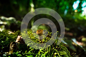 Honey fungus Armillaria gallica , mushroom in the forest, autumn, mushroom season