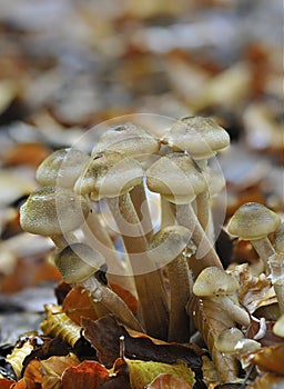 Honey Fungus - Armillaria mellea