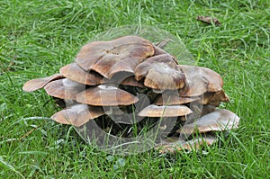 Honey Fungus - Armillaria mellea