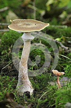 Honey Fungus - Armillaria mellea