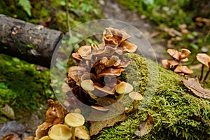 Honey fungus, Armillaria mellea.