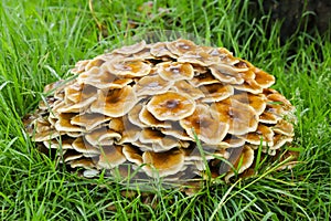 Honey fungus growing in the grass