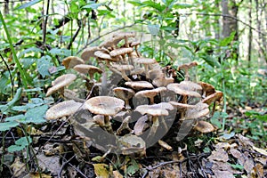 Honey fungus growing on an old fallen tree trunk